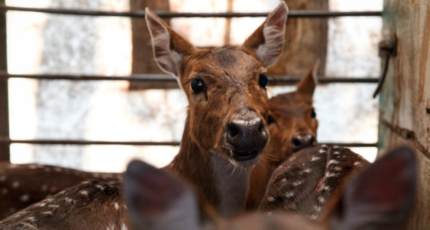 Trasladaron a un santuario natural a cinco ciervos que eran mantenidos como mascotas