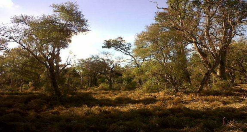 Curso online: animadores Forestales para el Chaco Austral