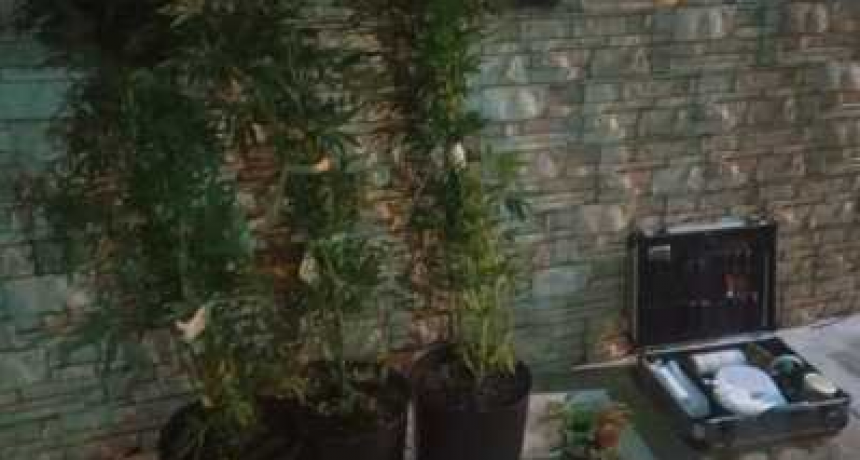 Detuvieron a un hombre que caminaba con seis plantas de marihuana por Resistencia