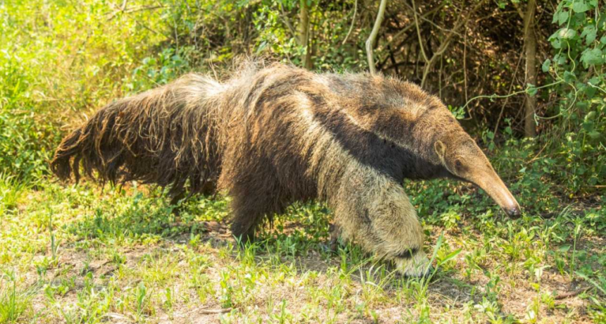 &ldquo;El oso hormiguero est&aacute; m&aacute;s amenazado de lo que parece&rdquo;
