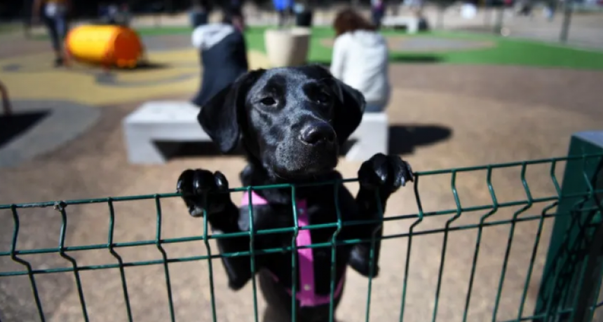 Invitan a participar de un Desfile de Mascotas este sábado en Resistencia