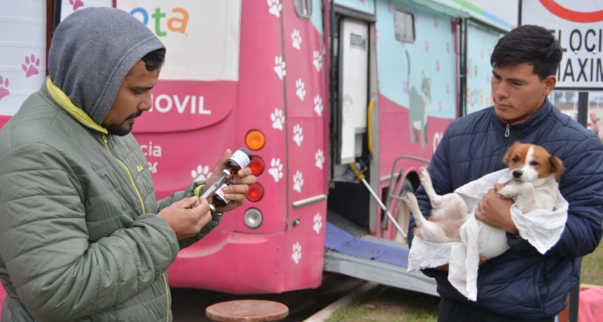 Castración gratuita de mascotas: el quirófano móvil de Resistencia continúa este lunes en el Barrio Nuevo Amanecer