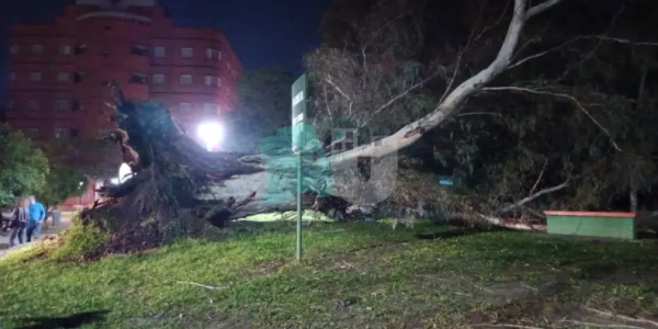 Milagro en Resistencia: un eucaliptus cay&oacute; en el parterre de Laprida y Sarmiento