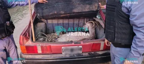 Ins&oacute;lito: llevaba una cabra en el ba&uacute;l de su auto y fue demorado