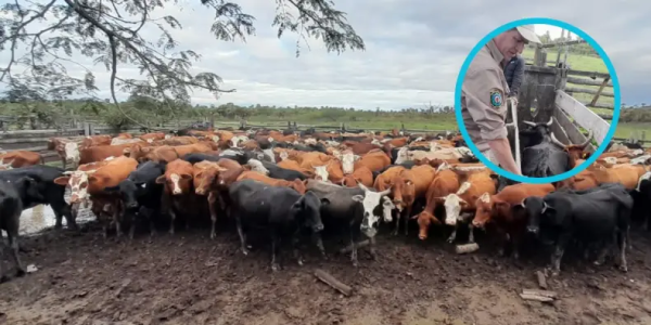 Puerto Vilelas: incautan sierras carniceras, cuchillos y animales en otro golpe al abigeato