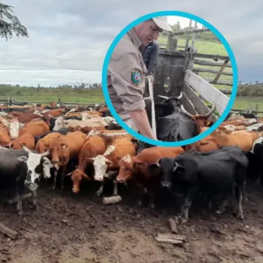 Puerto Vilelas: incautan sierras carniceras, cuchillos y animales en otro golpe al abigeato