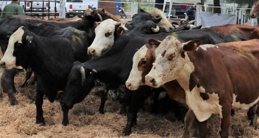 Santa Sylvina, sede del noveno remate ganadero del a&ntilde;o