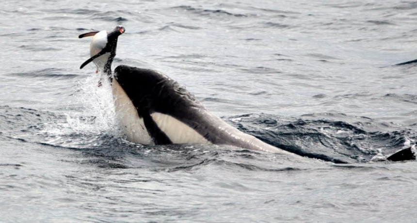 Crearon la red de asistencia y rescate de fauna marina