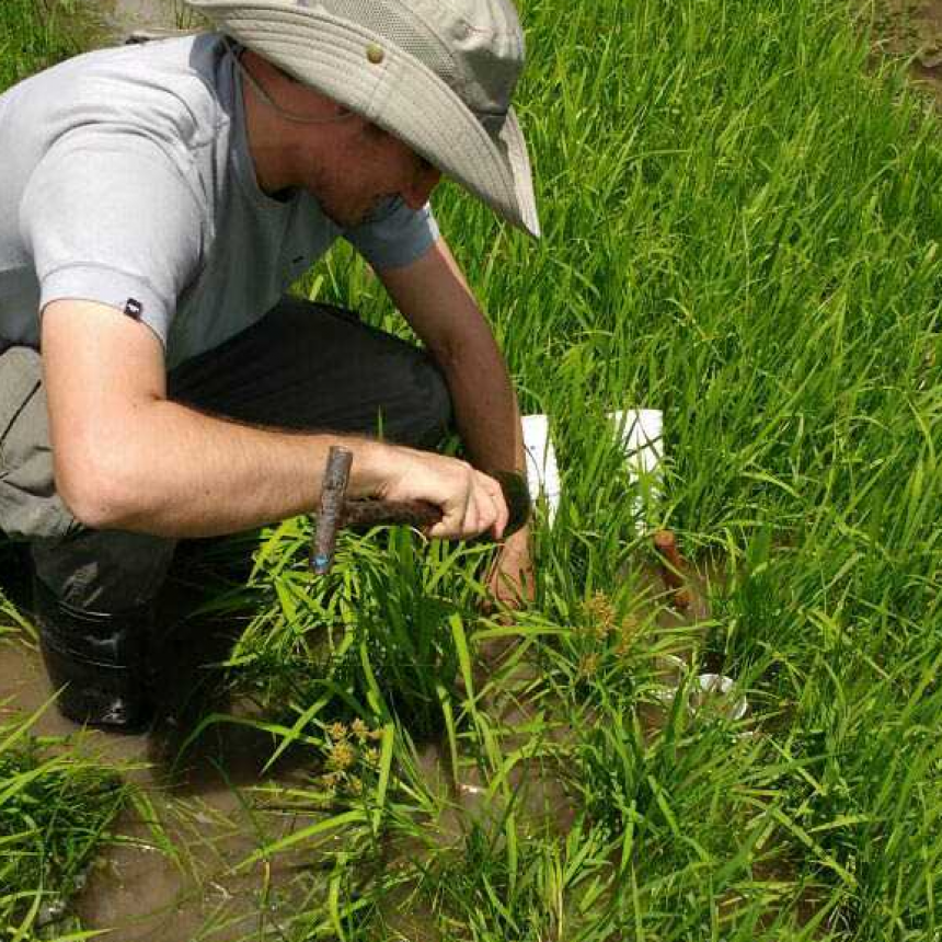 Estudian el comportamiento de una maleza que afecta el cultivo de arroz