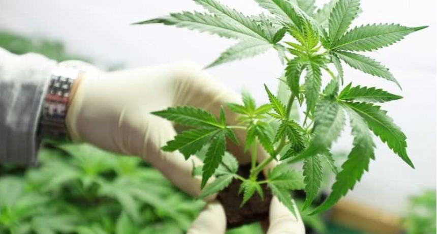 Dictamen favorable a un proyecto de ley para regular la cadena de producci&oacute;n de cannabis