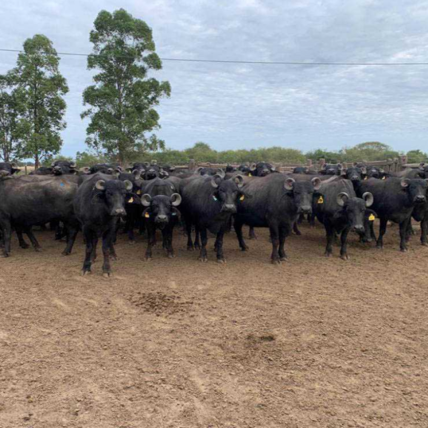 La UNNE transfiere al sector productivo biotecnolog&iacute;a reproductiva en b&uacute;falos