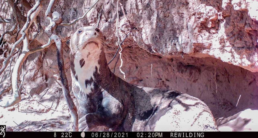Teuco volvi&oacute; a El Impenetrable y se confirm&oacute; que es un macho