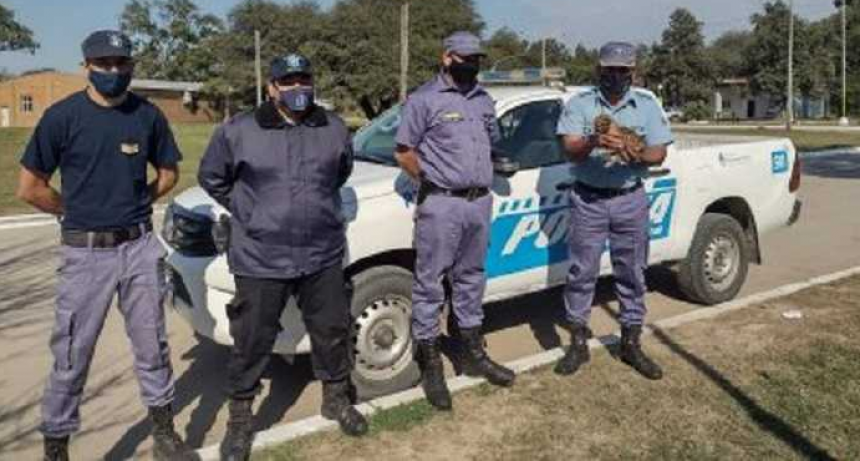 Encontr&oacute; un cachorro de puma y lo puso a resguardo