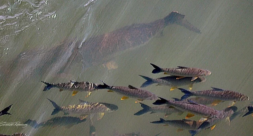 Alertan por depredaci&oacute;n en el Paran&aacute; ante la faltante de surub&iacute;es y dorados