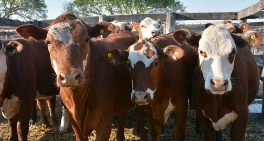 Exitoso remate ganadero en Quitilipi: se vendi&oacute; toda la hacienda que sali&oacute; a pista