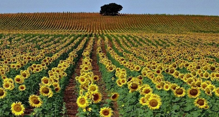 La siembra de girasol podría crecer casi un 40% interanual y superar las 1,5 millones de hectáreas