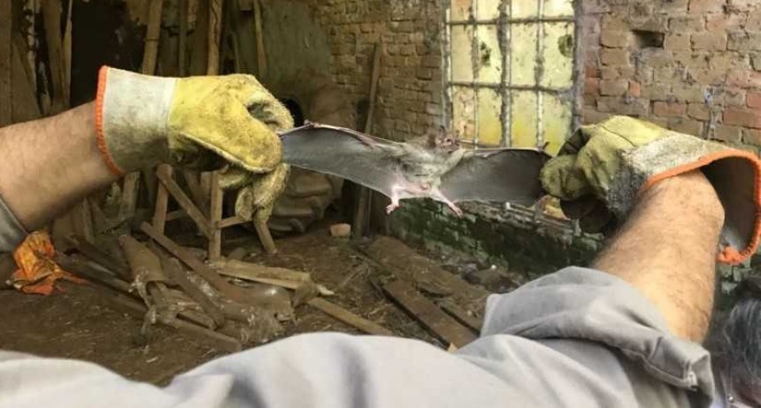 Rabia Paresiante: nuevo caso dentro del brote en Margarita Belén