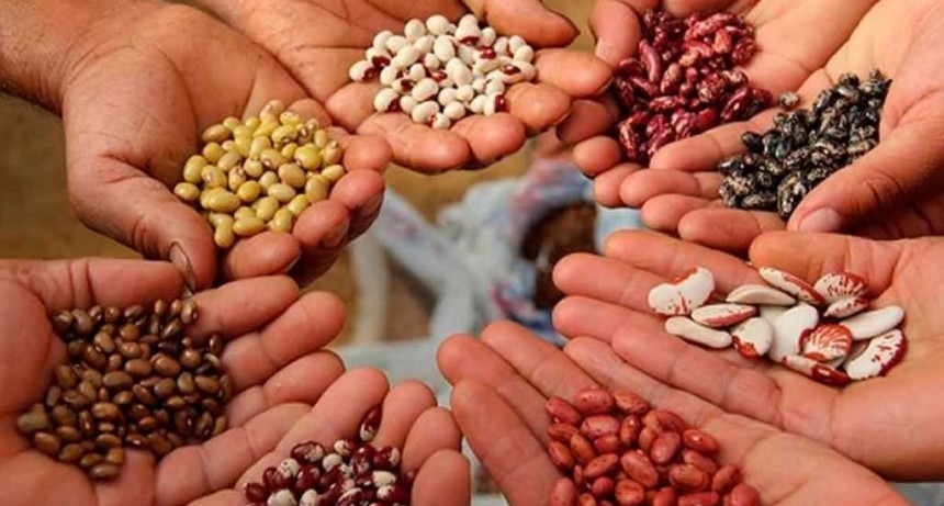 Del 26 de julio al 1 de agosto se celebra la Semana Continental de las Semillas Nativas y Criollas