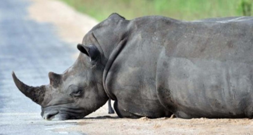 La caza furtiva de rinocerontes aumentó en Sudáfrica