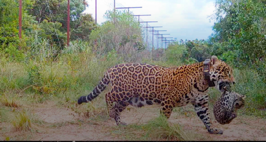 Nacieron yaguaretés silvestres en los Esteros del Iberá por primera vez en más de 70 años