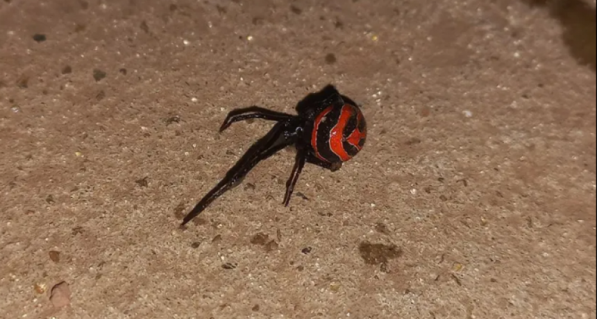 Una araña venenosa lo picó mientras trabajaba, tuvo que viajar 200km para recibir atención médica y está en grave estado