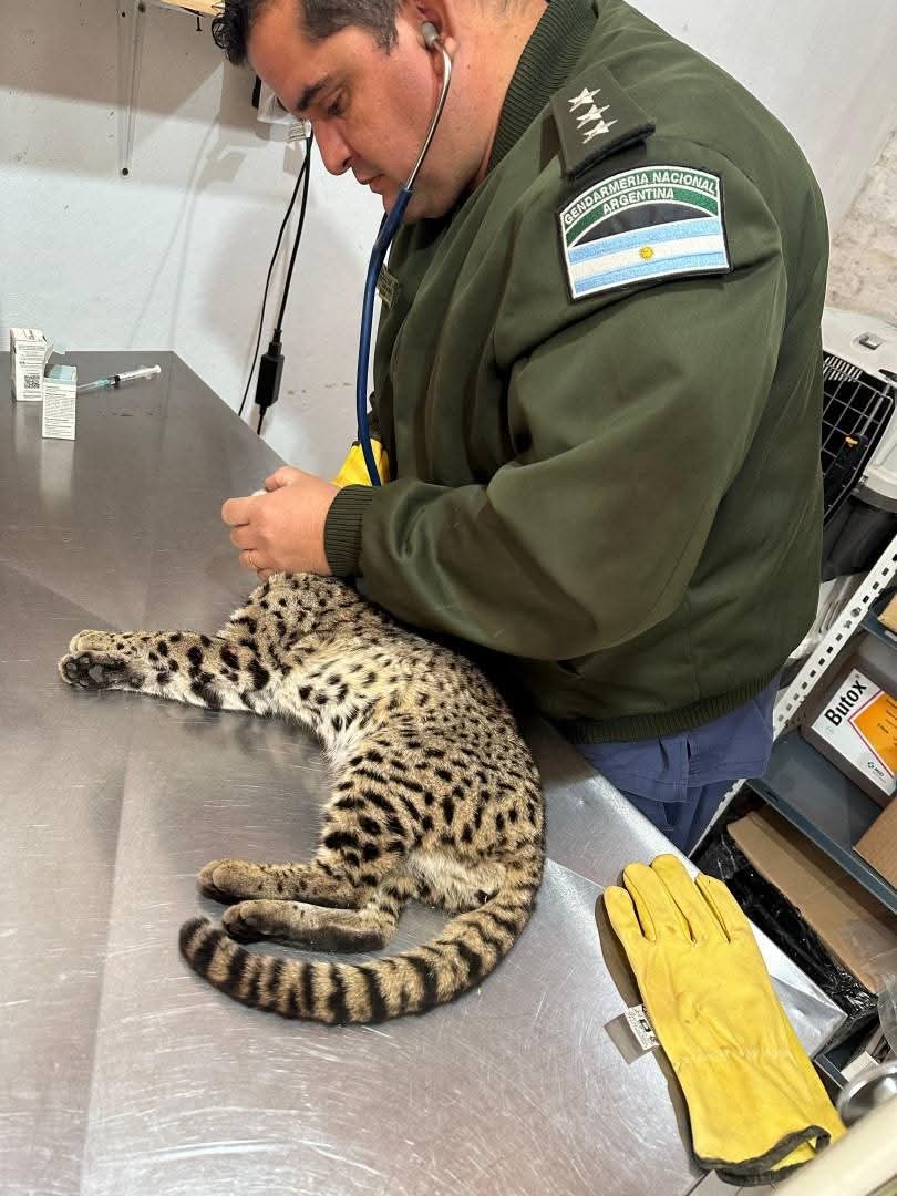 Encuentran y liberan a gato montés encontrado herido en una ruta chaqueña