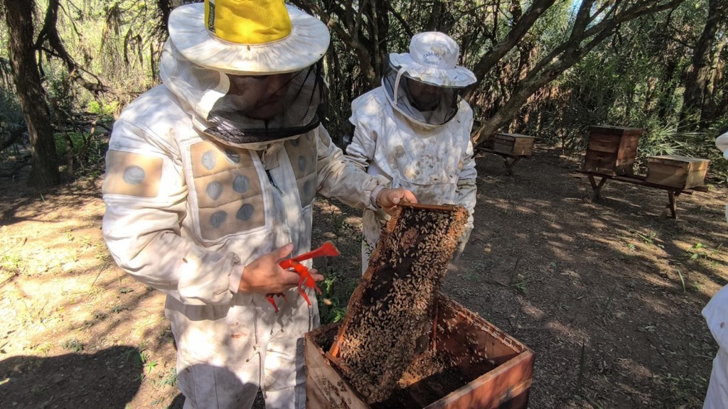 Chaco lidera la producción de miel orgánica en la provincia