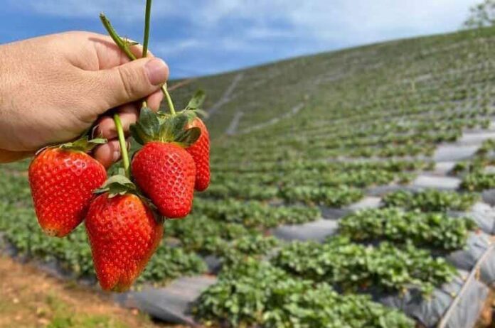 Ingenieros de la UNNE proponen producir frutas congeladas en Goya