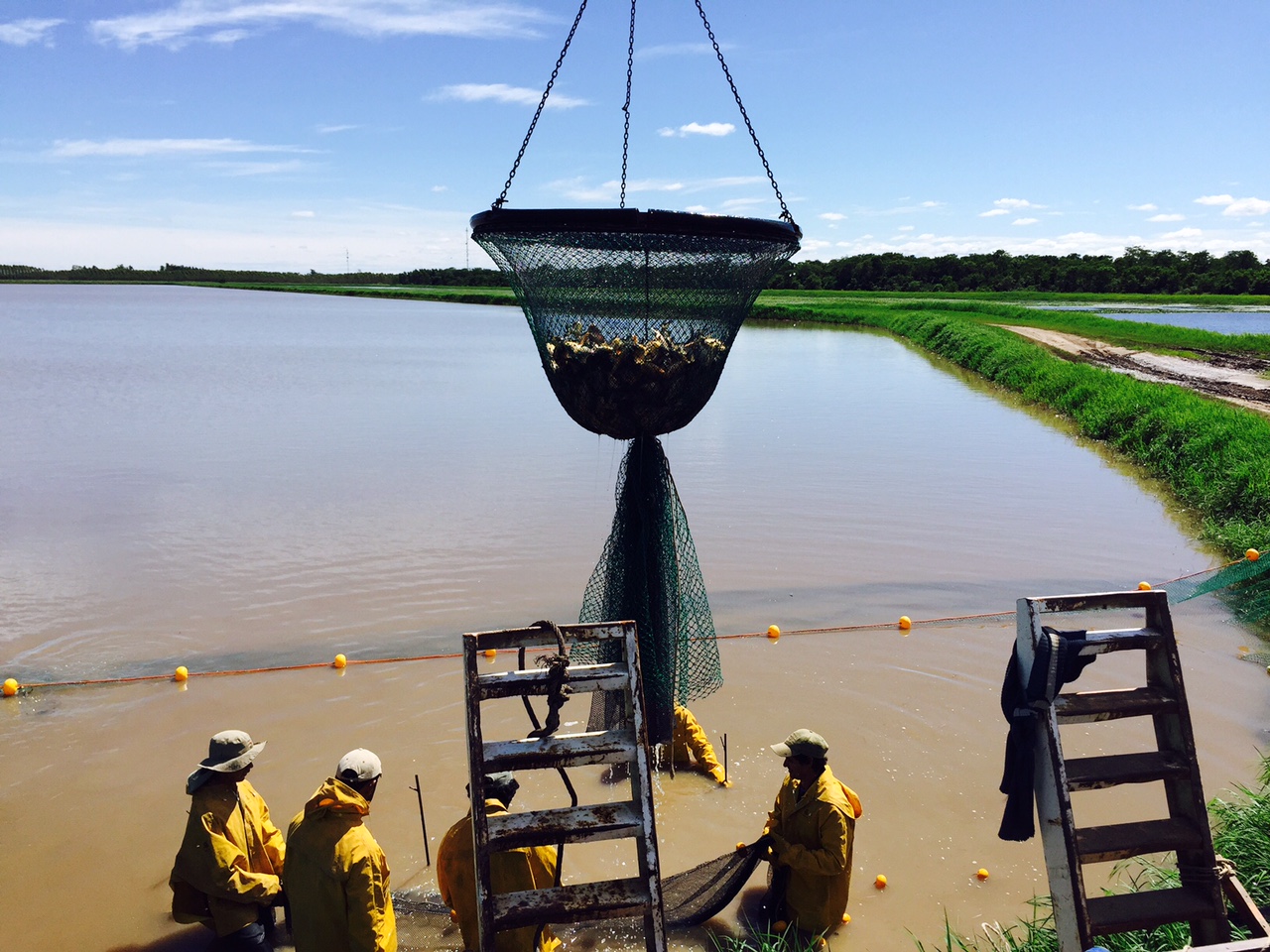  Chaco: En el primer trimestre se fiscalizó la faena de casi 120 toneladas de pacú