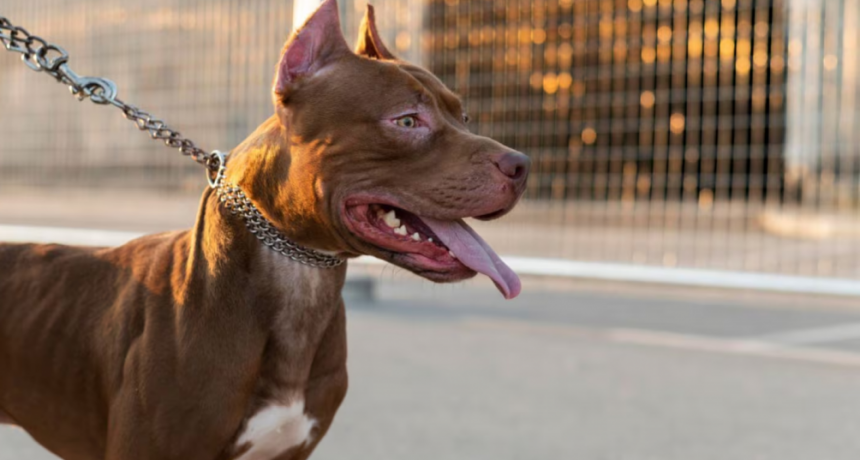 Córdoba: una mujer soltó a sus dos perros pitbull para que atacaran a policías y así evitar ser detenida