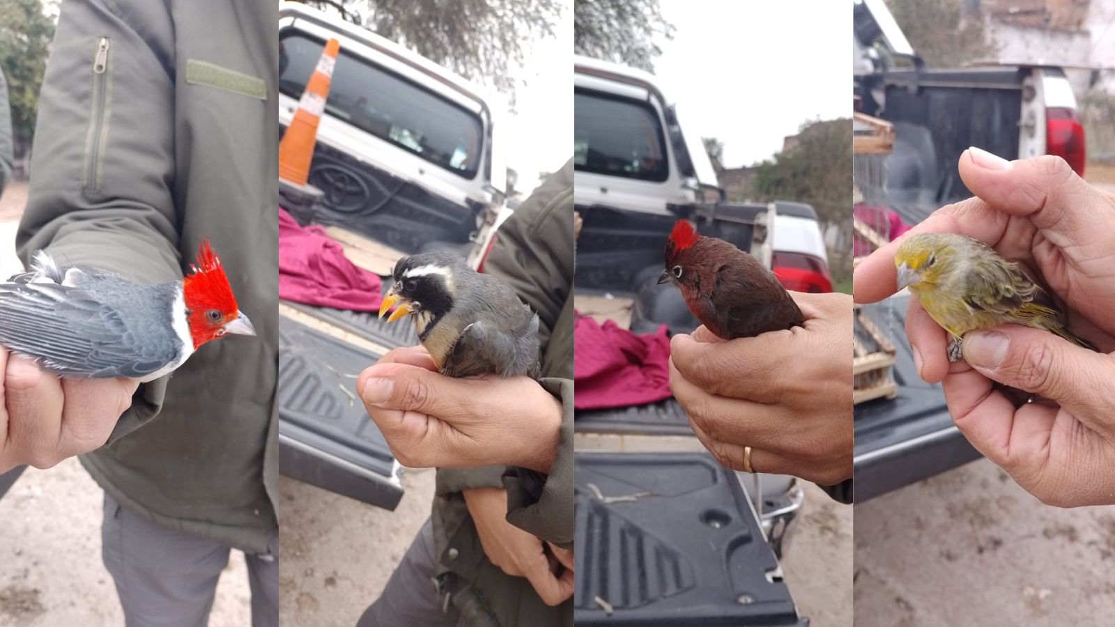 Rescataron aves silvestres trasladadas ilegalmente en un colectivo que salió de Pampa del Indio
