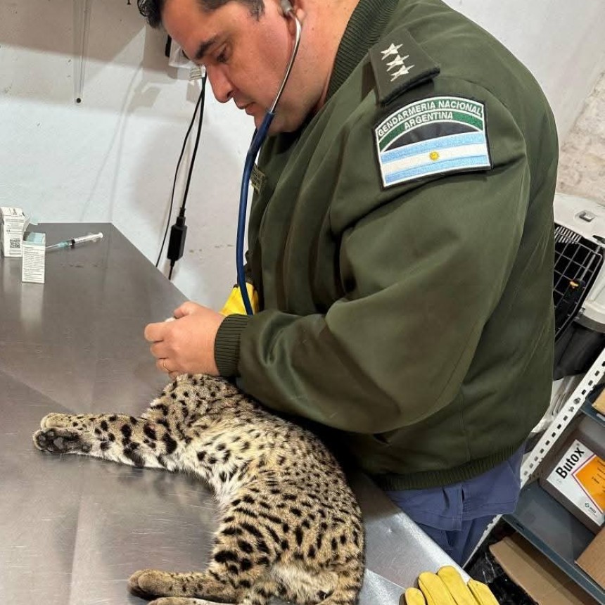 Encuentran y liberan a gato montés encontrado herido en una ruta chaqueña