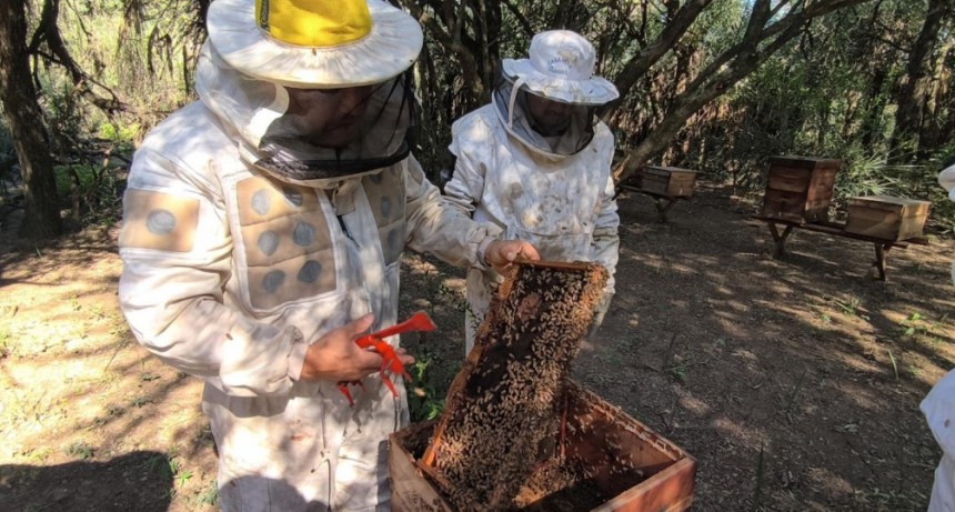 Chaco lidera la producción de miel orgánica en la provincia