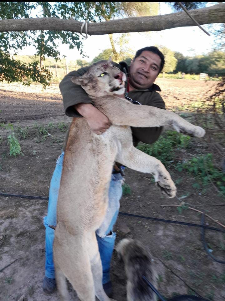 Detenido por sacarse fotos con un puma muerto