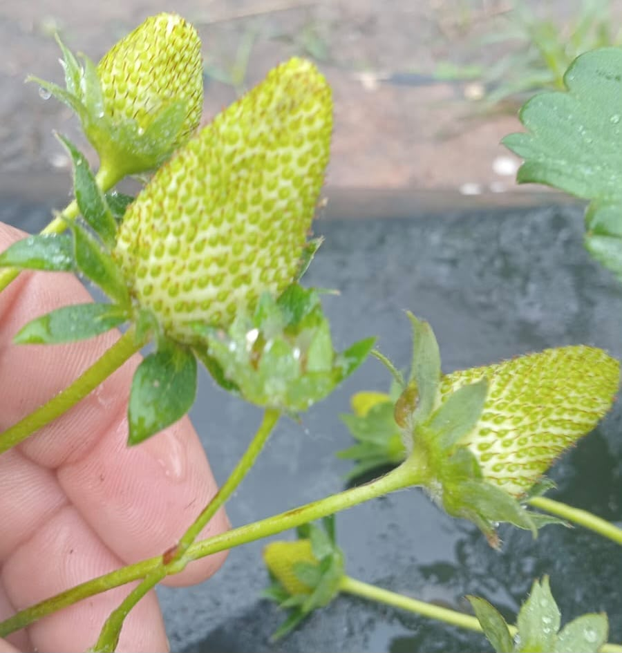 Producci&oacute;n: las primeras frutillas del programa &Ntilde;ande marcan un nuevo paso para los peque&ntilde;os productores