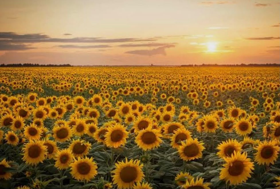 El gobierno provincial ratific&oacute; el seguro multirriesgo para girasol