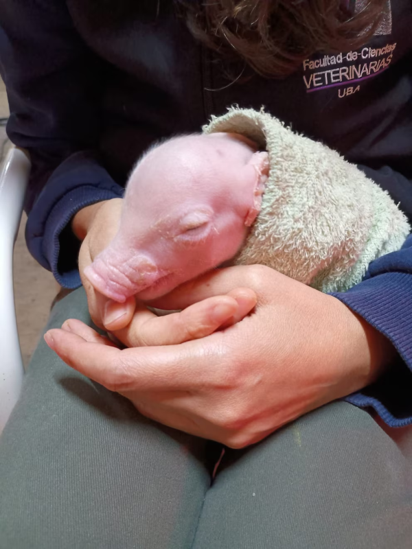 Naci&oacute; el primer cerdo modificado gen&eacute;ticamente en Argentina para trasplantes de &oacute;rganos humanos