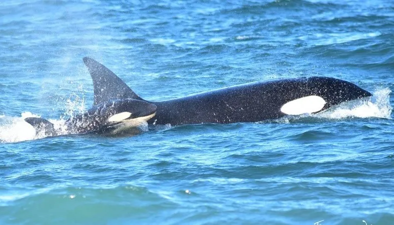 Avistan y documentan una orca recién nacida por primera vez en Río Negro