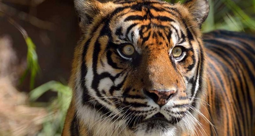 Dos tigres de Sumatra se contagiaron coronavirus en un zoológico