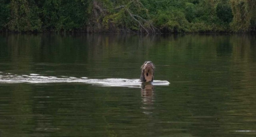 La nutria gigante recorre el Impenetrable Chaqueño 