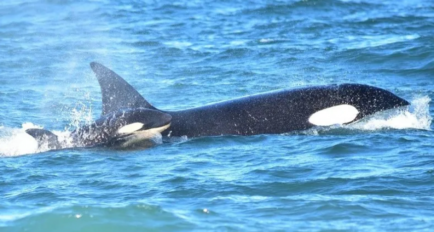 Avistan y documentan una orca recién nacida por primera vez en Río Negro