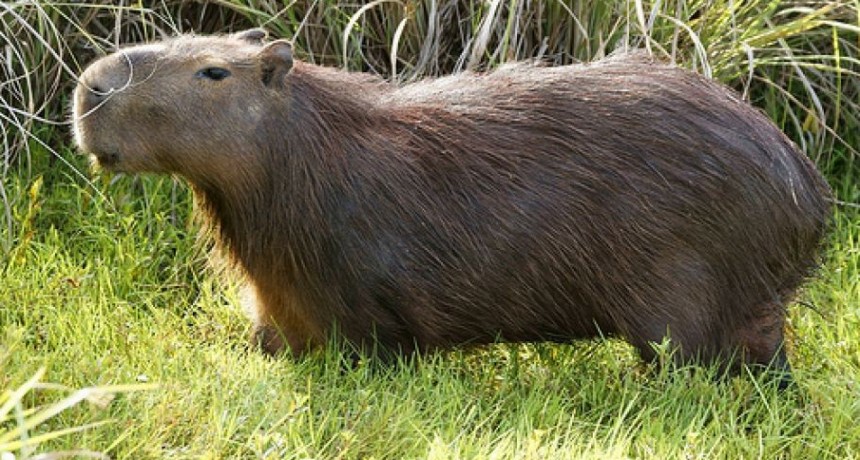 Detuvieron a cazadores furtivos con carpinchos muertos 