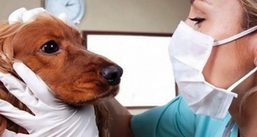 6 de agosto: Día del Veterinario