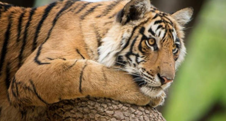 Chile: una cuidadora de un zoológico murió por el ataque de un tigre