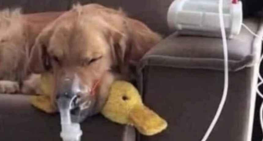 Su vecino torturaba a su perro y lograron salvarlo