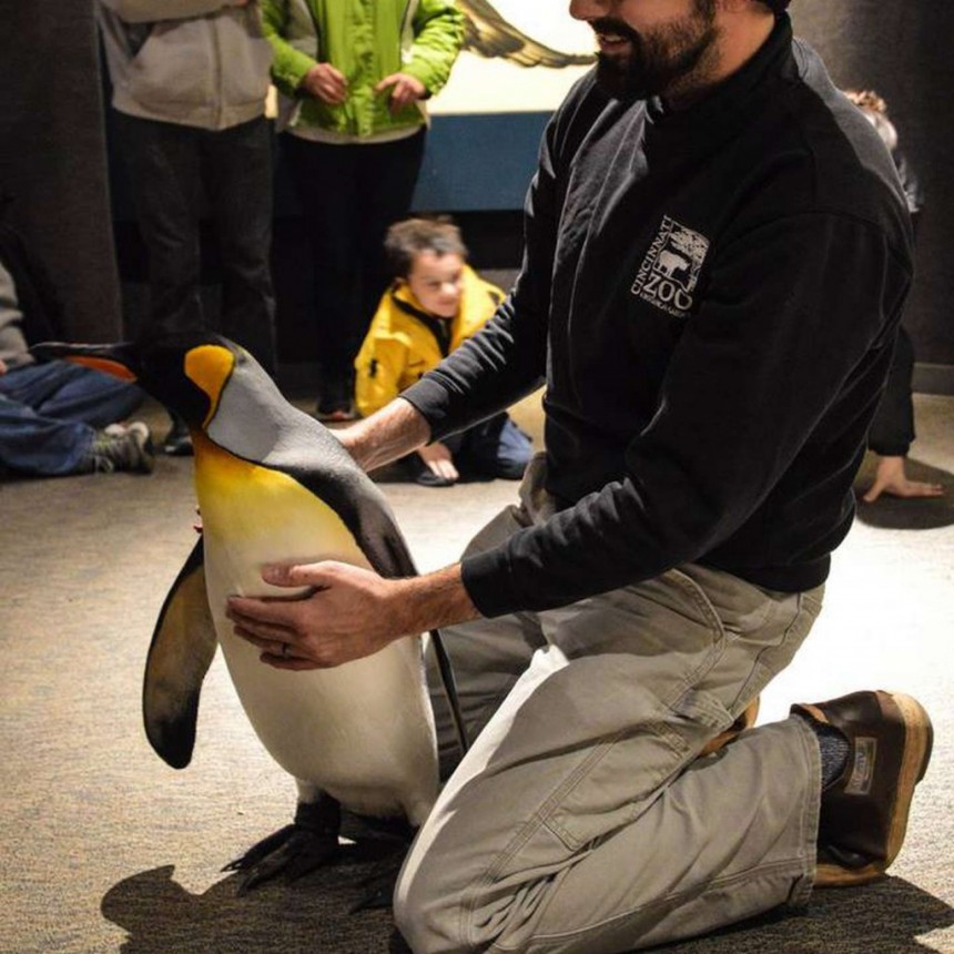 El pingüino más viejo de Estados Unidos cumplió 38 años