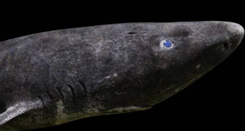 Los animales que desafían la muerte y pueden vivir durante siglos