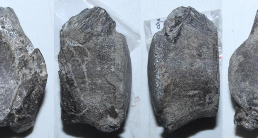 Descubren en Chile un nuevo mosasaurio que vivió hace 66 millones de años