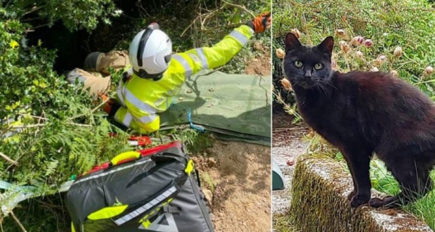Cayó por un barranco pero los maullidos de su gato le salvaron la vida