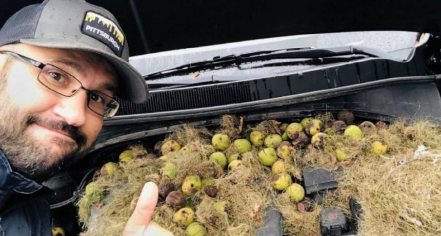 Sentía olor a quemado, abrió el capó de su auto y encontró un nido de ardillas con 200 nueces